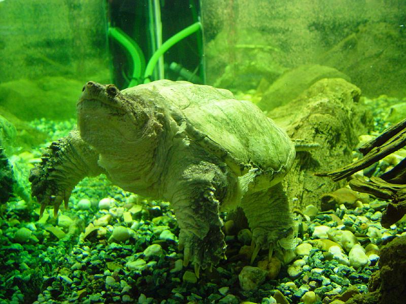 VIVARIUM Schnappschildkröte.JPG